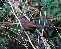 Trochalopteron imbricatum