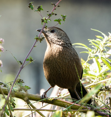 Trochalopteron imbricatum