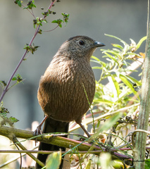 Trochalopteron imbricatum