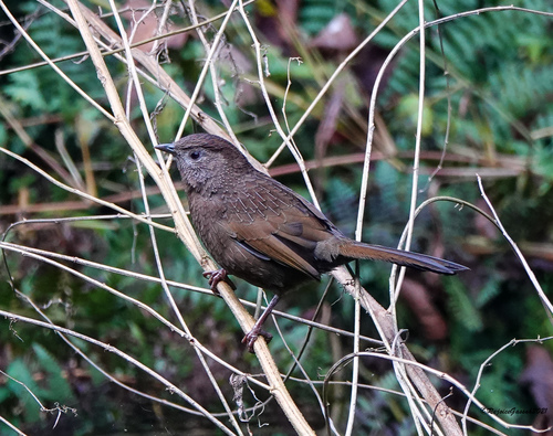 Bhutan Laughingthrush (Trochalopteron imbricatum), photo 5