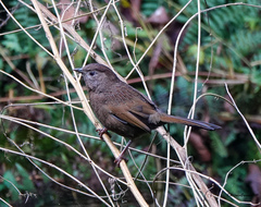 Trochalopteron imbricatum