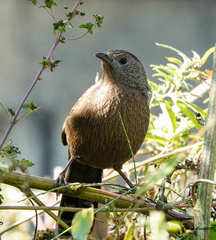 Trochalopteron imbricatum