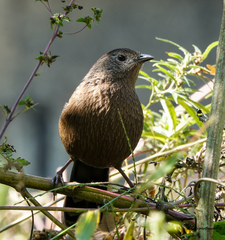 Trochalopteron imbricatum