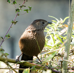 Trochalopteron imbricatum