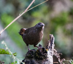 Trochalopteron imbricatum