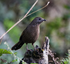 Trochalopteron imbricatum