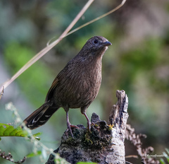 Trochalopteron imbricatum