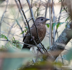 Trochalopteron imbricatum