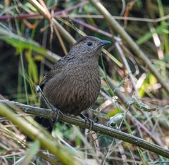 Trochalopteron imbricatum