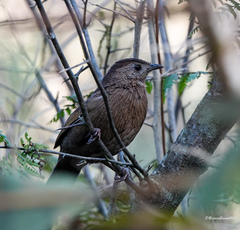 Trochalopteron imbricatum