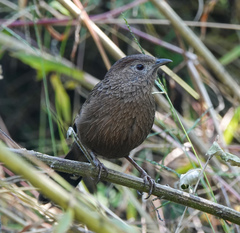 Trochalopteron imbricatum