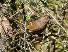 Trochalopteron imbricatum