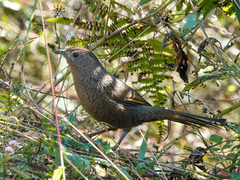 Trochalopteron imbricatum