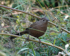 Trochalopteron imbricatum