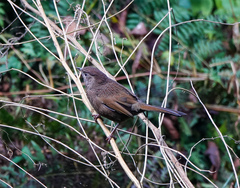 Trochalopteron imbricatum