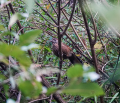 Trochalopteron imbricatum