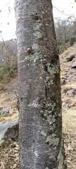 Alnus nepalensis