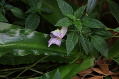 Impatiens arguta