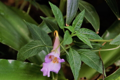 Impatiens arguta