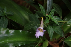 Impatiens arguta