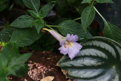 Impatiens arguta