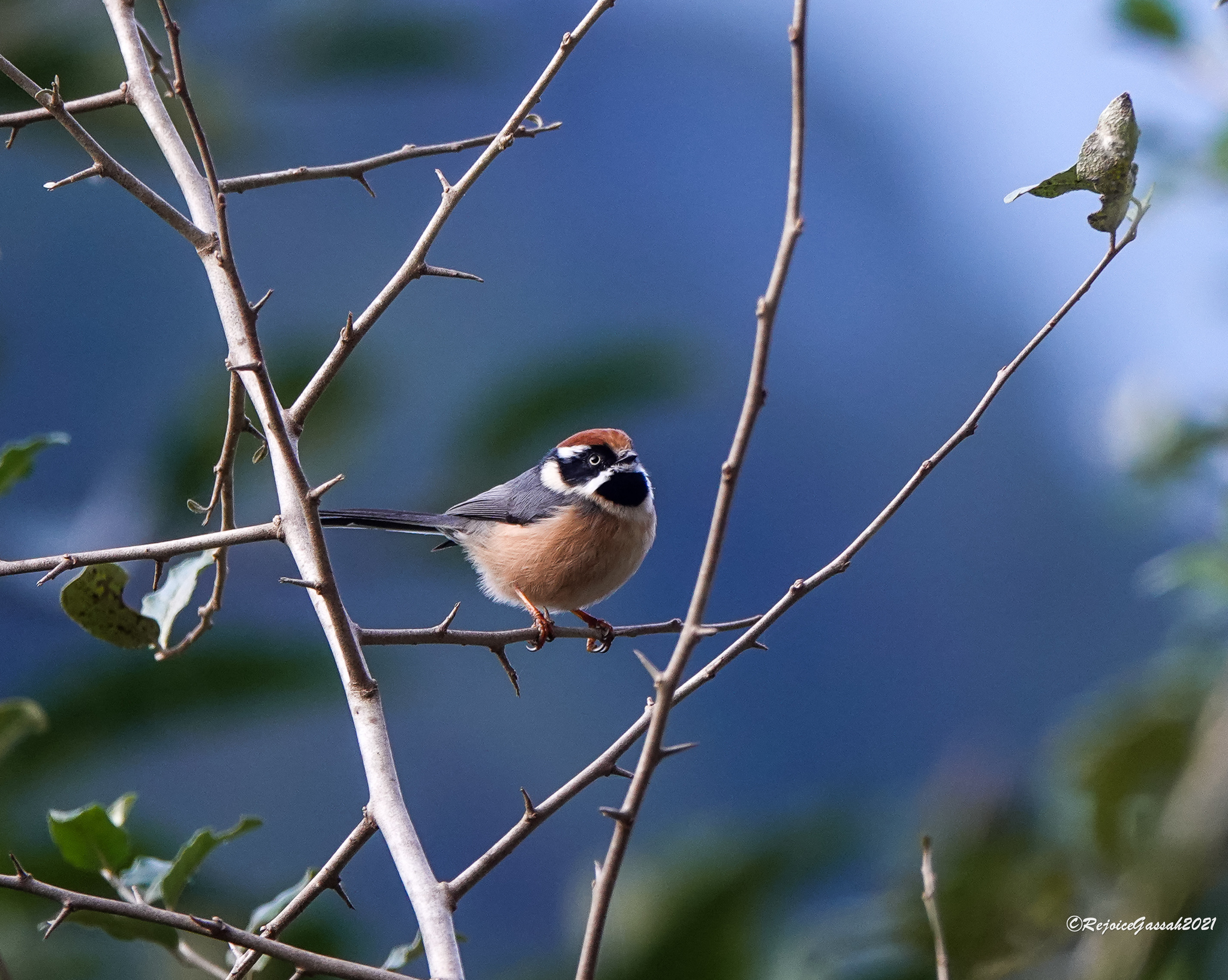Black-throated Tit illustration