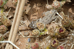 Tympanocryptis petersi