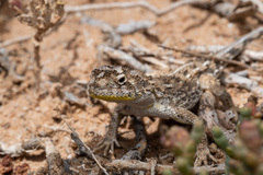 Tympanocryptis petersi