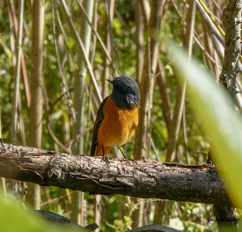 Blue-fronted Redstart (Phoenicurus frontalis), photo 10
