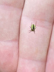 Colaranea melanoviridis