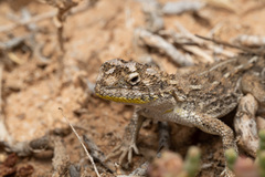 Tympanocryptis petersi
