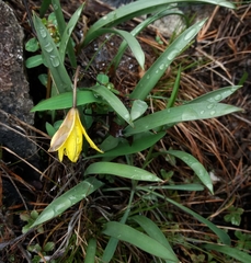 Tulipa uniflora