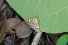 Ulopeza
