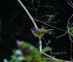 Phylloscopus castaniceps