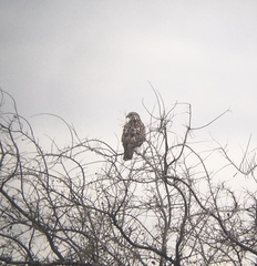 Buteo jamaicensis × Buteo lagopus