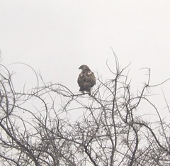 Buteo jamaicensis × Buteo lagopus