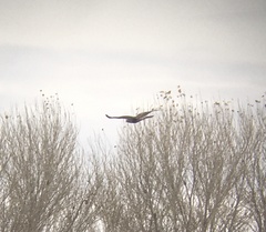 Buteo jamaicensis × Buteo lagopus