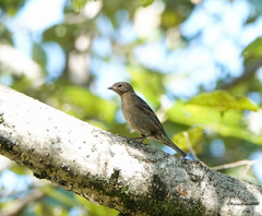 Procarduelis nipalensis