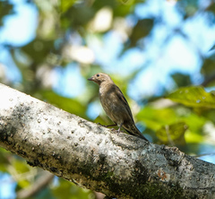 Procarduelis nipalensis