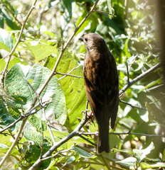 Procarduelis nipalensis