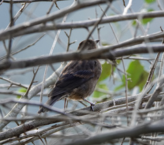 Procarduelis nipalensis