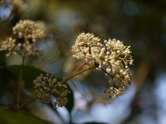 Ixora brachiata