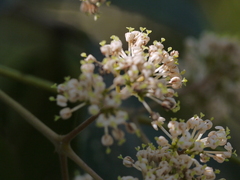 Ixora brachiata