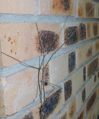 Bactricia bituberculata