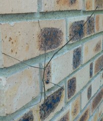 Bactricia bituberculata