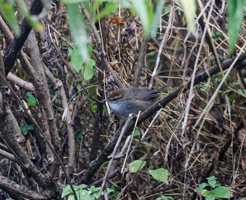 Grey-sided Bush Warbler (Cettia brunnifrons), photo 3