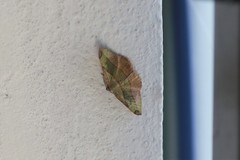 Hypochrosis hyadaria