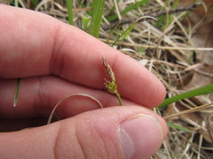 Carex umbellata