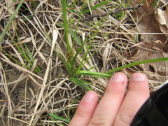 Carex umbellata