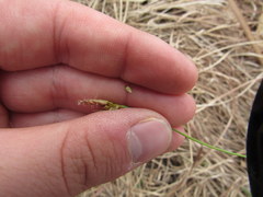 Carex umbellata